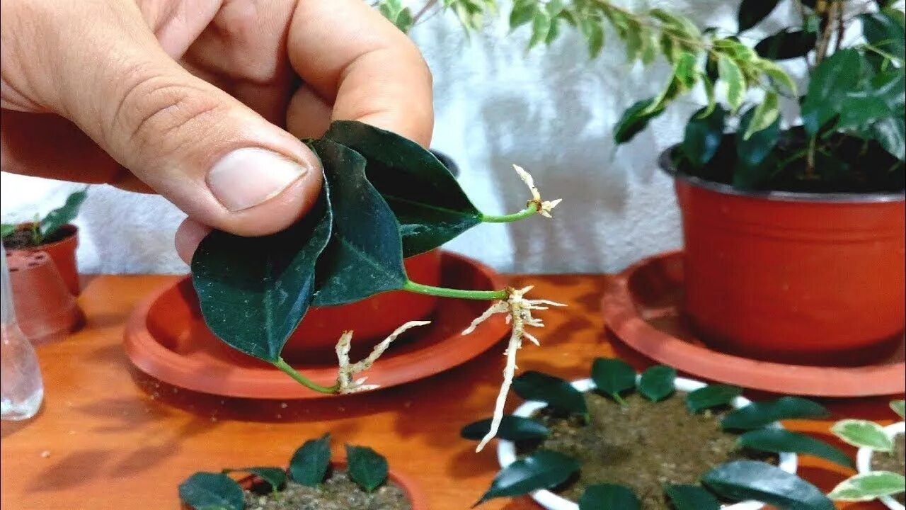 Размножение фикуса бенджамина фото How to grow Ficus Benjamina from single leaf Ficus benjamina, Ficus, How to grow