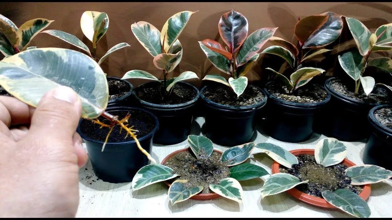 Размножение фикуса черенками фото How to grow Ficus Elastica from single leaf - YouTube Ficus elastica, Propagatin