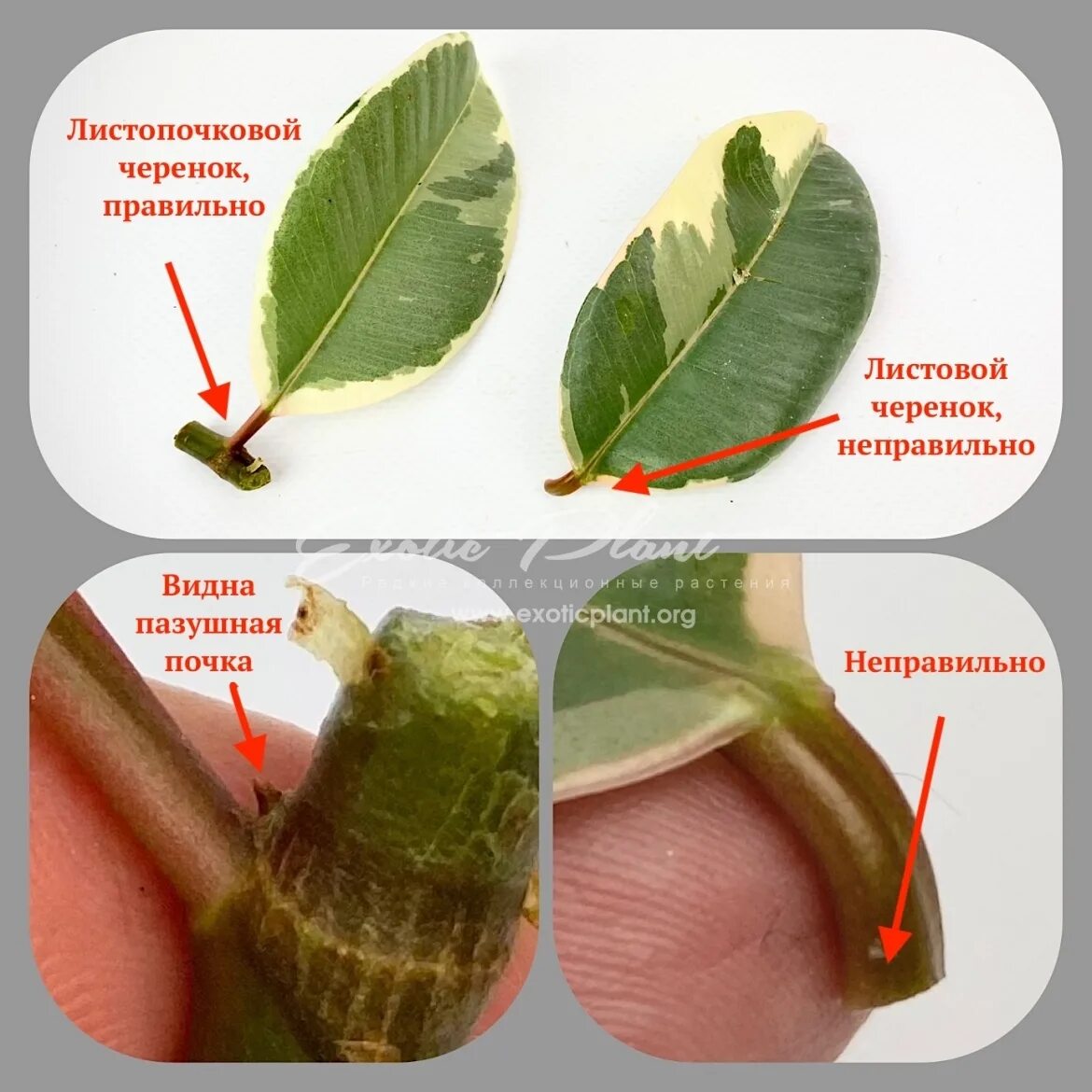 Размножение фикуса черенками фото ficus leaf propagate EXOTIC PLANT Редкие коллекционные растения