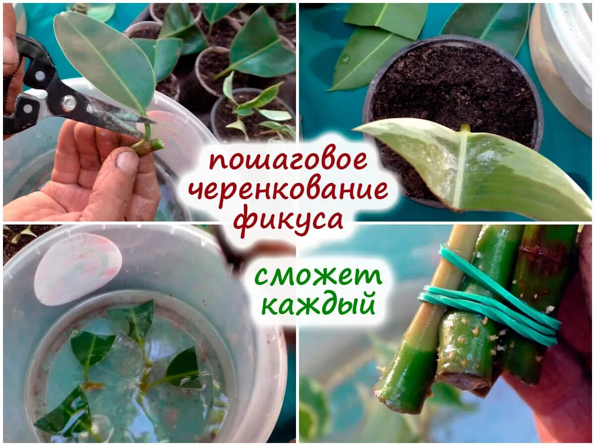 Размножение фикуса черенками фото Как укоренить черенок фикуса - MosRosa.ru