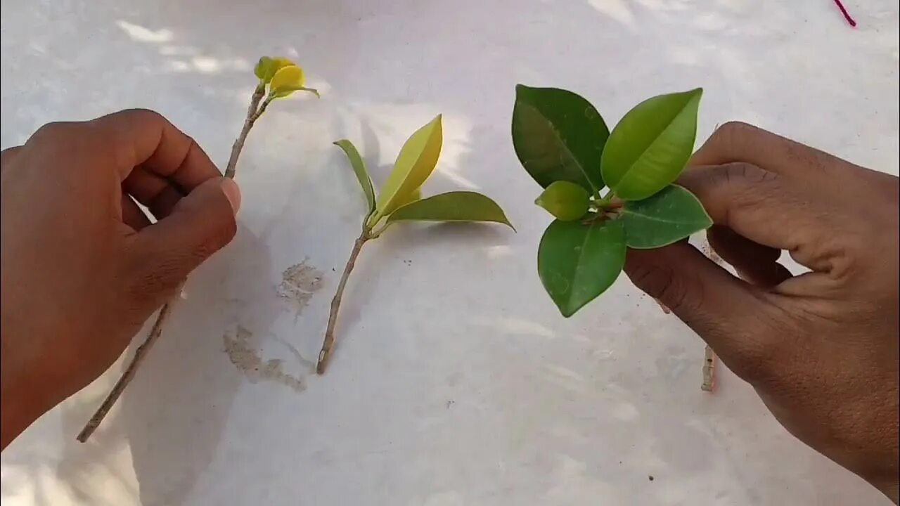 Размножение фикуса черенками фото Propagation ficus plant , how to grow ficus from cutting - YouTube