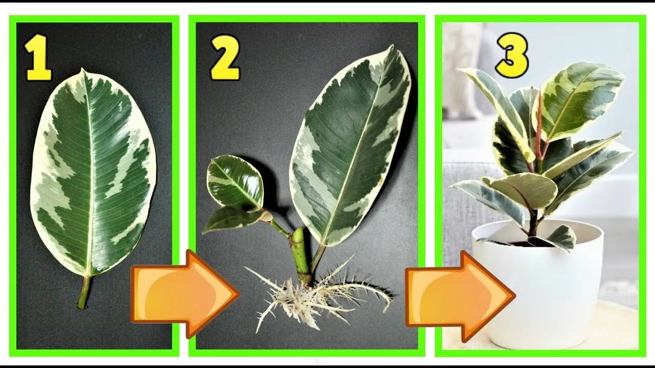 Размножение фикуса фото FICUS 2 incredibili tecniche per moltiplicarlo a costo zero, ficus benjamina, fi