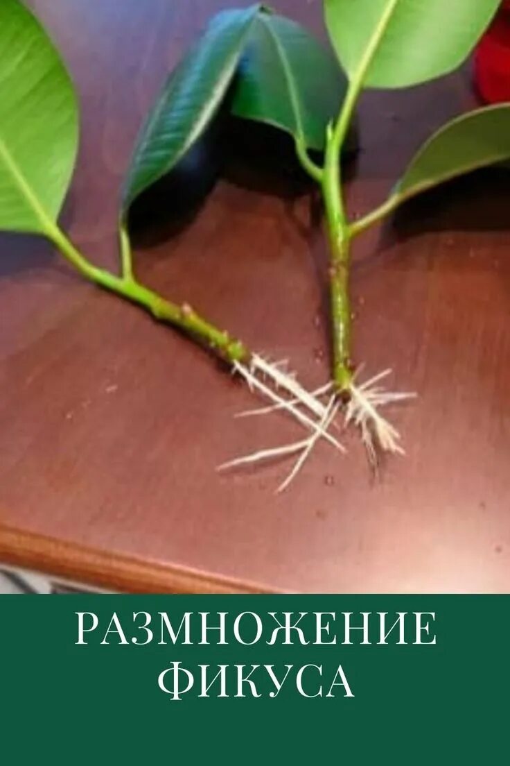 Размножение фикусов в домашних условиях фото Фикус Каучуконосный: размножение в домашних условиях Фикус, Фикус каучуконосный,