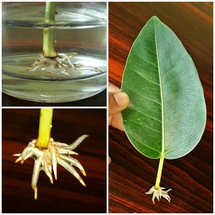 Размножение фикусов в домашних условиях фото propagation by leaf cuttings of ficus2 Propagating plants, Ficus, Plant cuttings