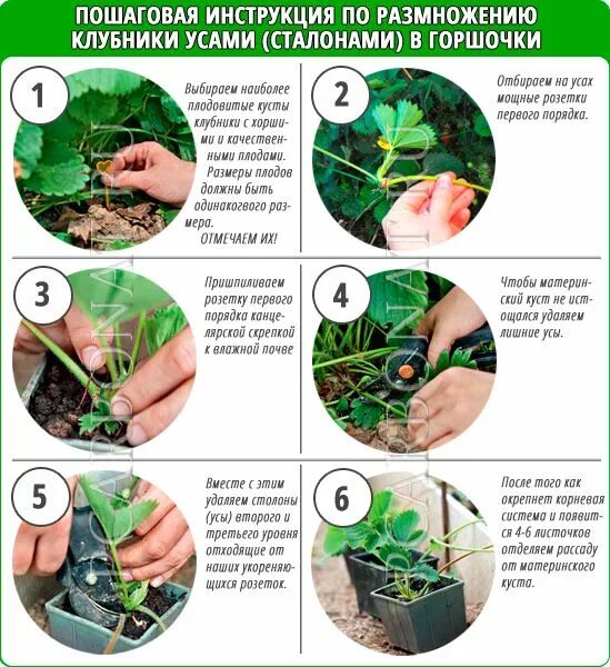 Размножение клубники усами фото Размножение клубники усами Garden, Plants, Vegetables