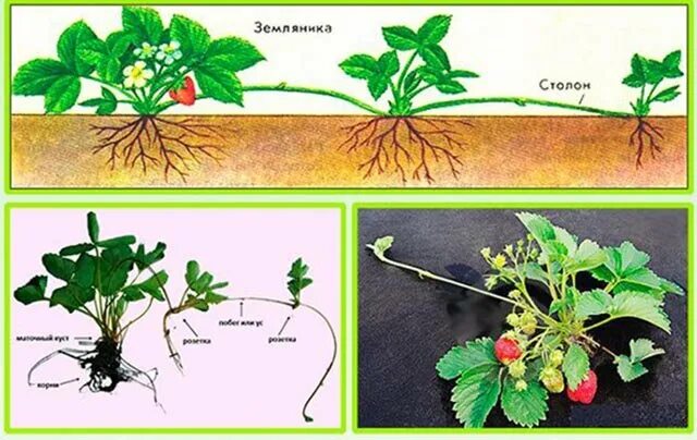 Размножение клубники усами фото Порядок посадки клубники, чтобы получилась гарантированная приживаемость даже в 