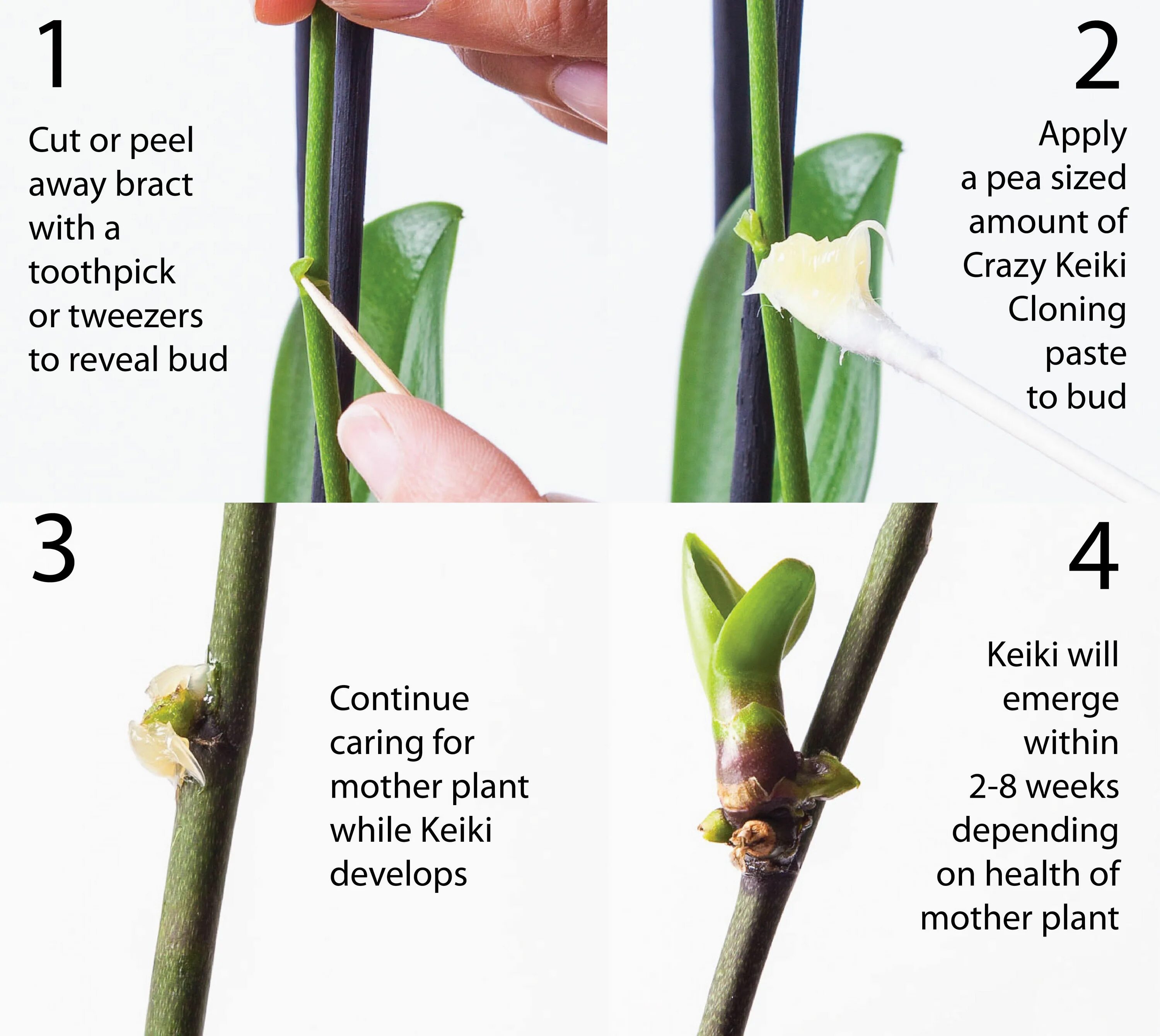 Размножение орхидей в домашних условиях с фото Keiki Cloning Paste for Houseplants in 2023 Keiki, Mother plant, Plants science 