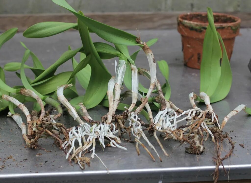 Размножение орхидей в домашних условиях с фото Orchid care, Repotting orchids, Types of orchids