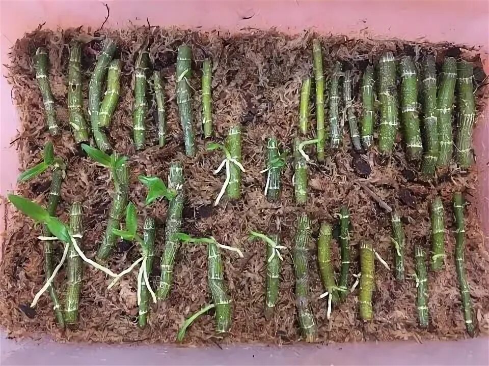 Размножение орхидей в домашних условиях с фото Paano magpaugat at magparami ng Dendrobium Orchids, Step by step Tutorial How to