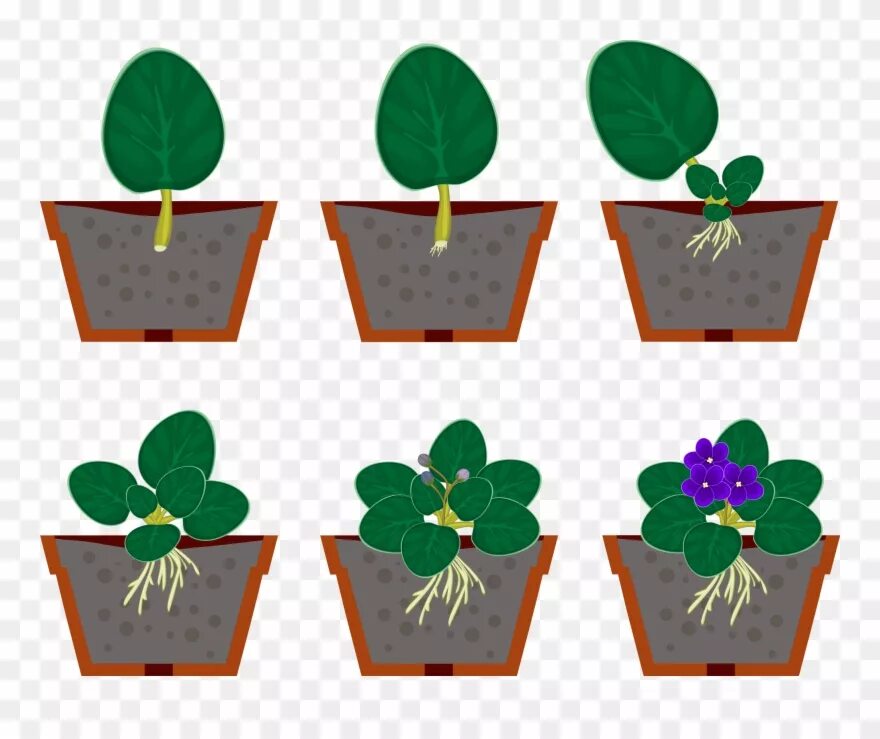 Размножение цветов фото Aufgabe - Reproduccion Violeta Africana Clipart (#3384681) - PinClipart