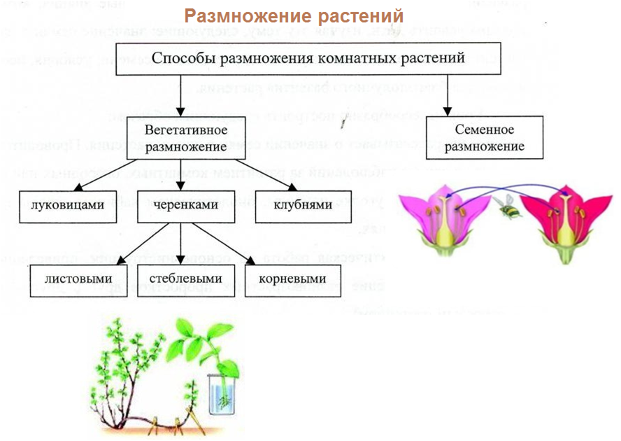 Размножение цветов фото Картинки РАЗМНОЖЕНИЕ ЦВЕТОВ КАК НАЗЫВАЕТСЯ