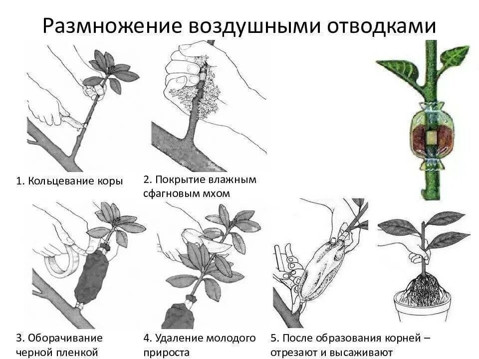 Размножение цветов фото Как размножить яблоню черенками: особенности черенкования летом и без прививки