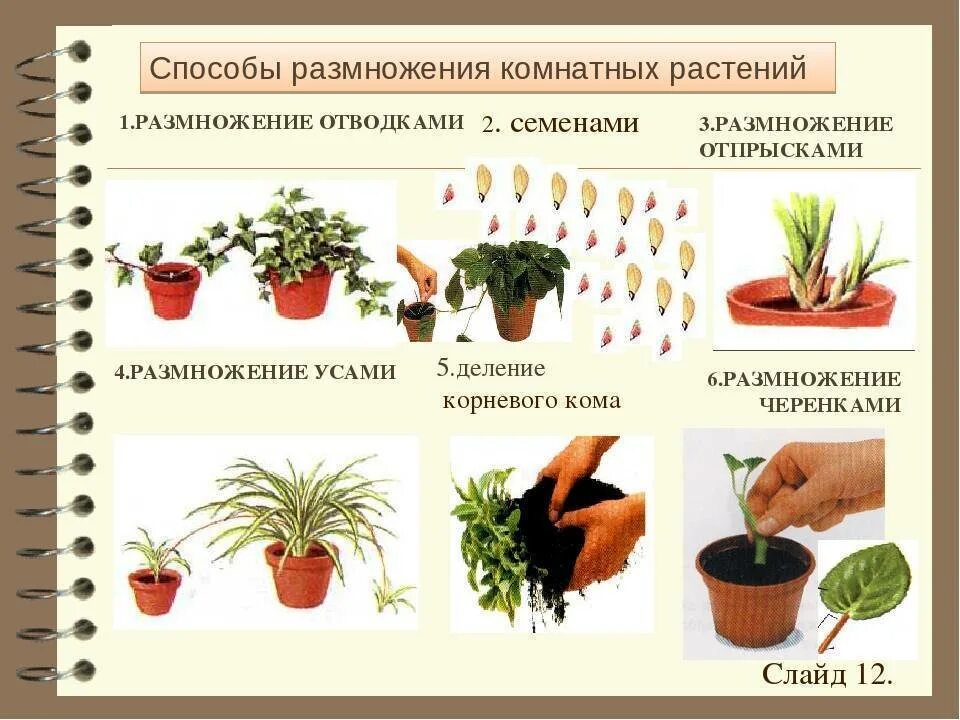 Размножение цветов фото Методы размножения спатифиллума домашнего: семенами, листом, черенками, делением