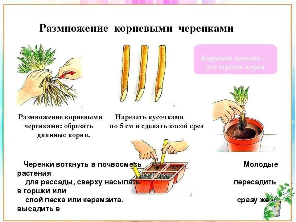 Размножение цветов фото Белопероне в доме: условия по уходу, основные виды цветка и способы размножения