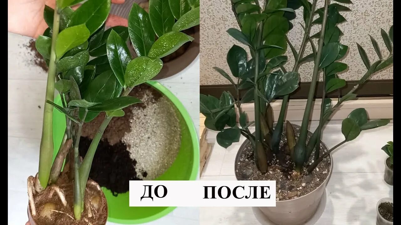 Размножение замиокулькаса в домашних условиях фото ЗАМИОКУЛЬКАС НАЧНЕТ БЫСТРО РАСТИ - Просто попробуйте этот рабочий способ! 5 НОВЫ