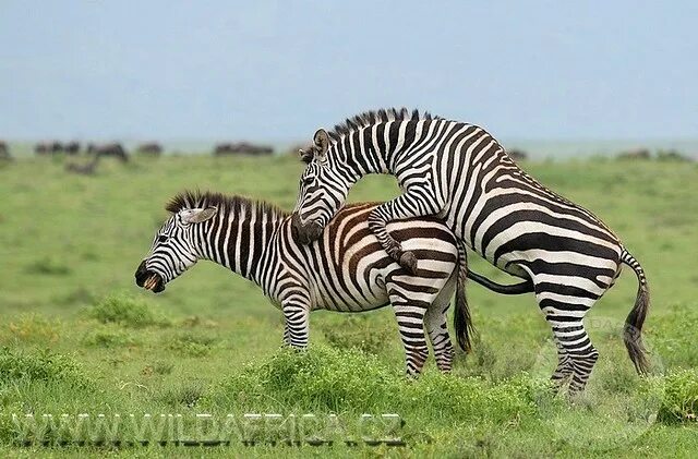 Размножение животных картинки zebra boehmi Mating zebras Radek Klimeš Flickr