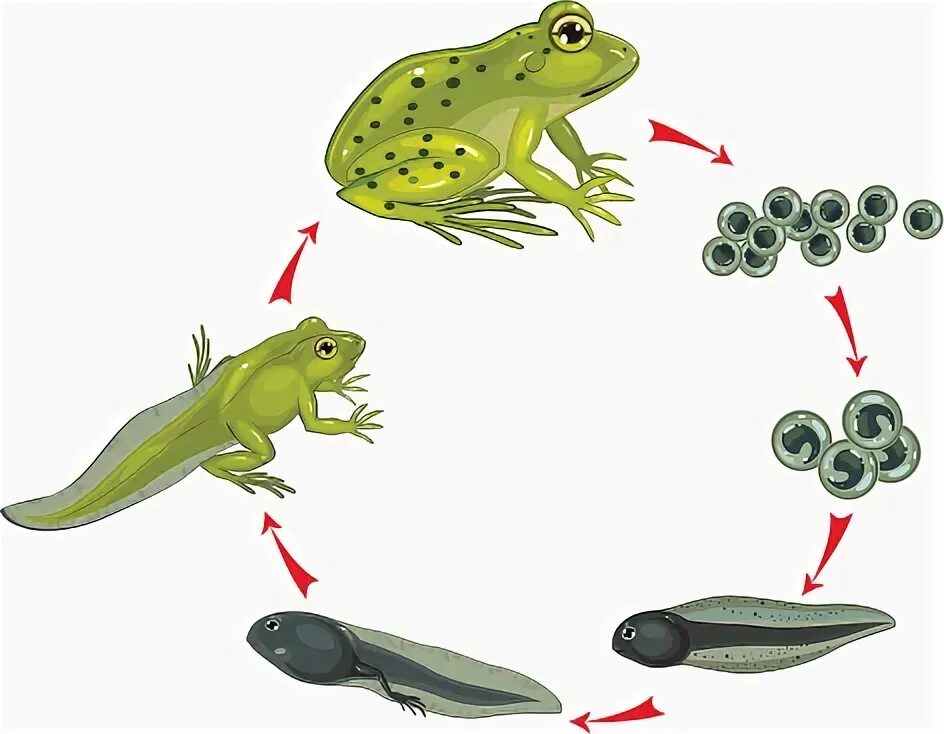 Размножение животных картинки Стокова ілюстрація Життєвий Цикл Жаби - Завантажте зображення зараз - Жаба, Житт