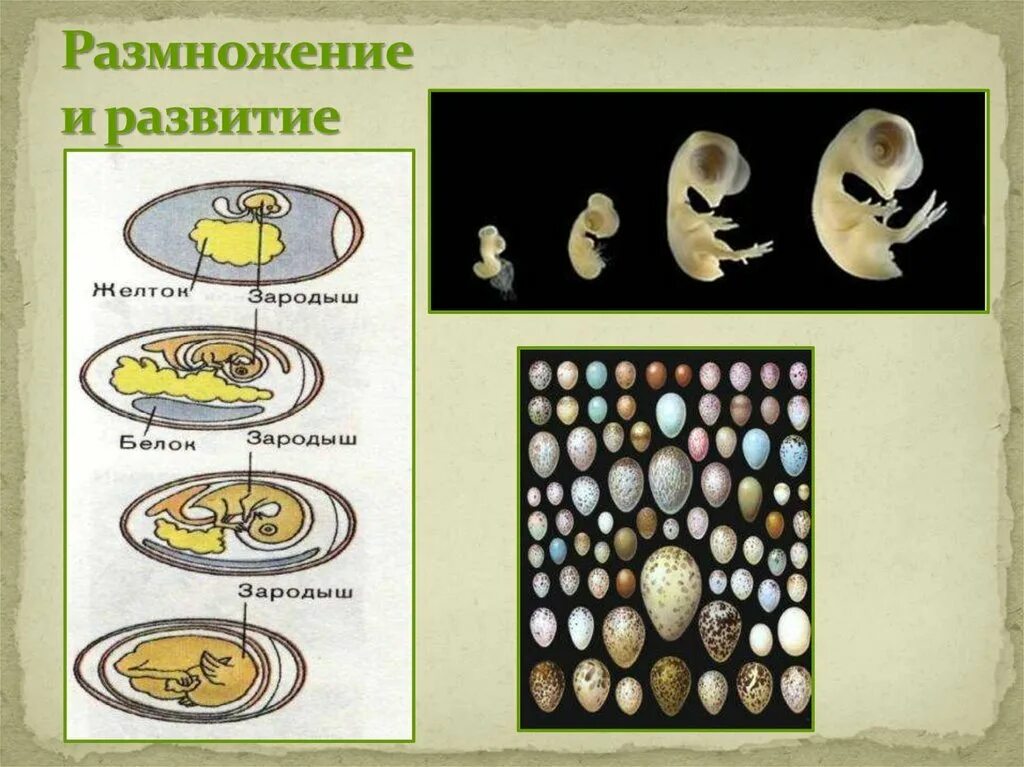 Размножение животных картинки Картинки РАЗМНОЖЕНИЕ МЛЕКОПИТАЮЩИХ 8 КЛАСС БИОЛОГИЯ