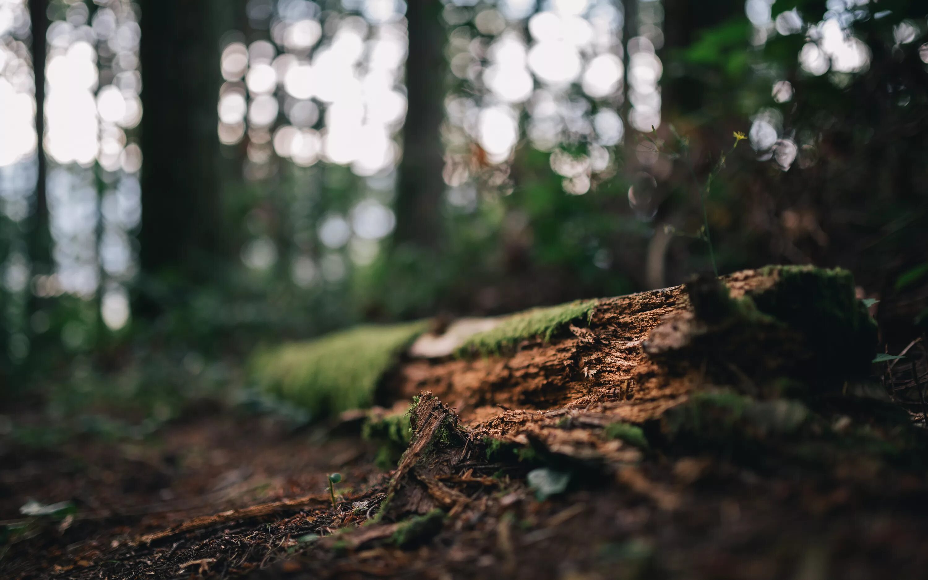 Размытие участка фото Wallpaper : trees, nature, rotting, forest, outdoors, washington, moss, dof, bok