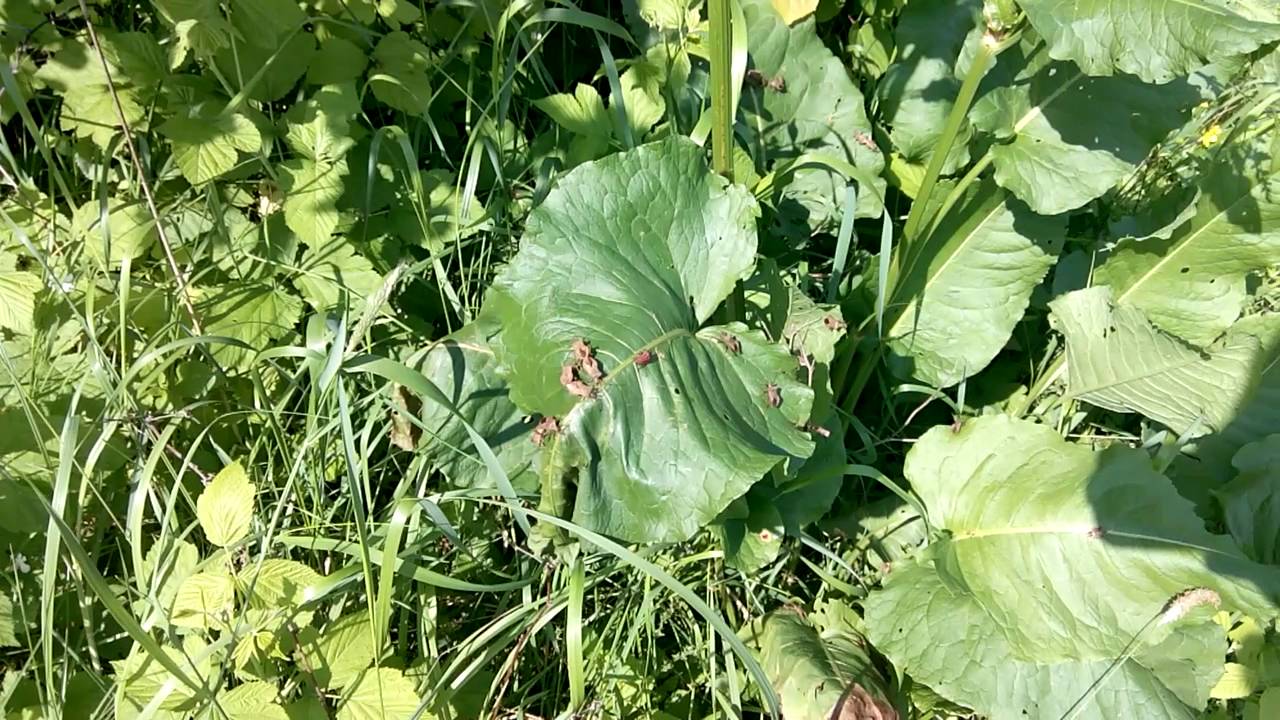 Разница между щавелем персиком и ракушкой фото Конский щавель сборник клопов вонючек - YouTube