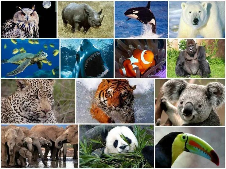 Разнообразие животных картинки animales en peligro de extinción 2016 y 2017: animales en peligro de extincion (