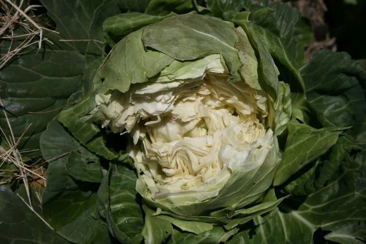 Разность капусты фото Cabbage Head Splitting: Fixes For Splitting Cabbage Plants veg-cabbage Cabbage h