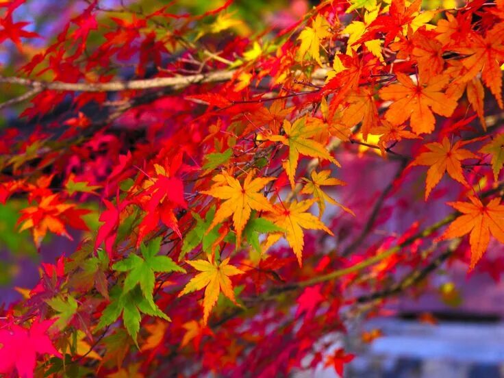 Разноцветная осень фото Autumnal Leaves 紅 葉, も み じ, 紅 葉 写 真