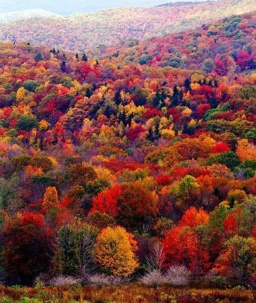 Разноцветная осень фото Pin on ST Autumn Color - Reds