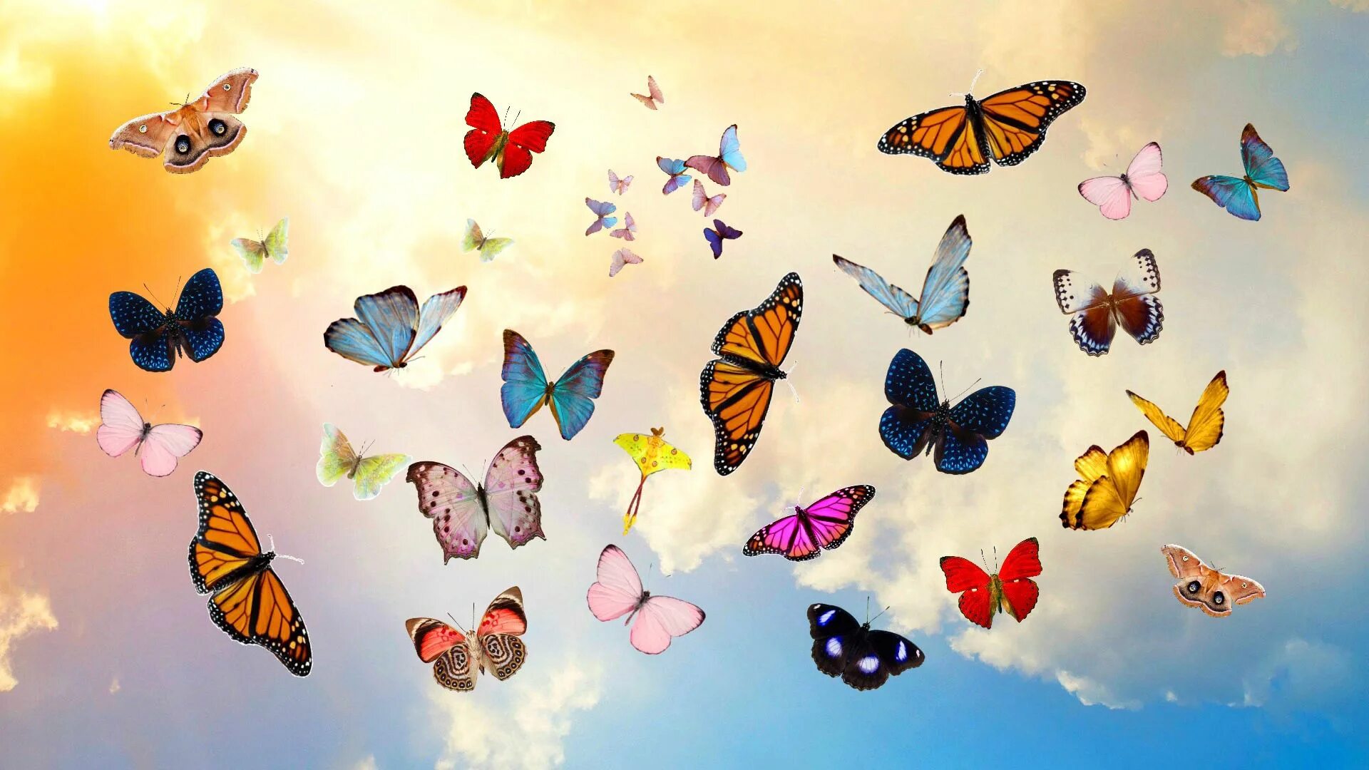 Разноцветные бабочки фото Download wallpaper 1920x1080 butterfly, sky, collage, photoshop hd background