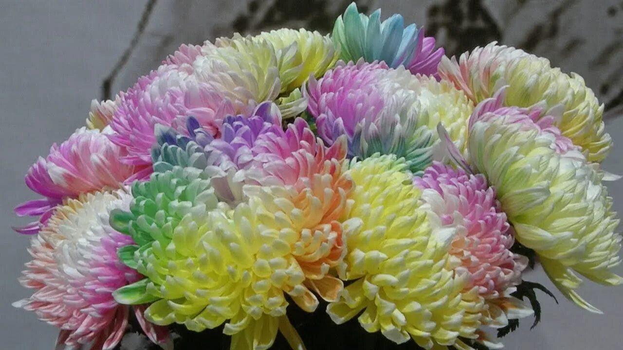 Разноцветные хризантемы фото Multi-colored chrysanthemums on display at Xi'an's annual flower show - YouTube