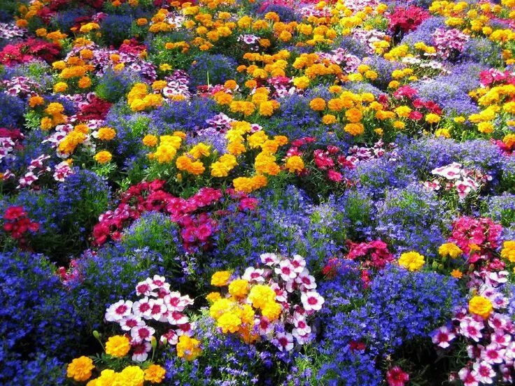 Разноцветные клумбы фото Como Fazer um Jardim - Dicas e Fotos - Dicas na Internet Flower garden, Colorful