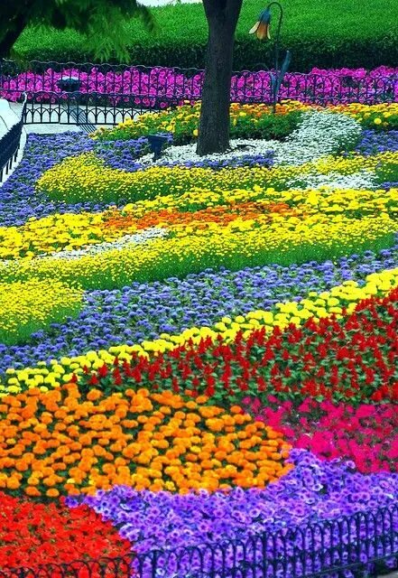 Разноцветные клумбы фото Rainbow garden .... .SOUTH KOREA ... © In Cherl Kim (floridapfe) - www.flickr.co