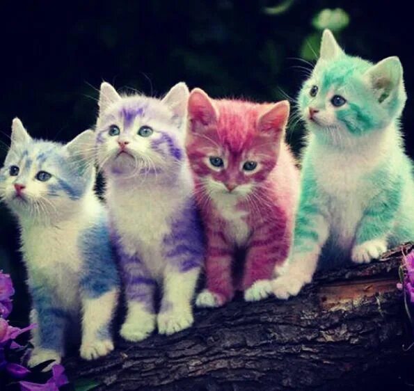 Разноцветные кошки фото Rainbow kittens Kitten wallpaper, Rainbow kittens, Kittens cutest