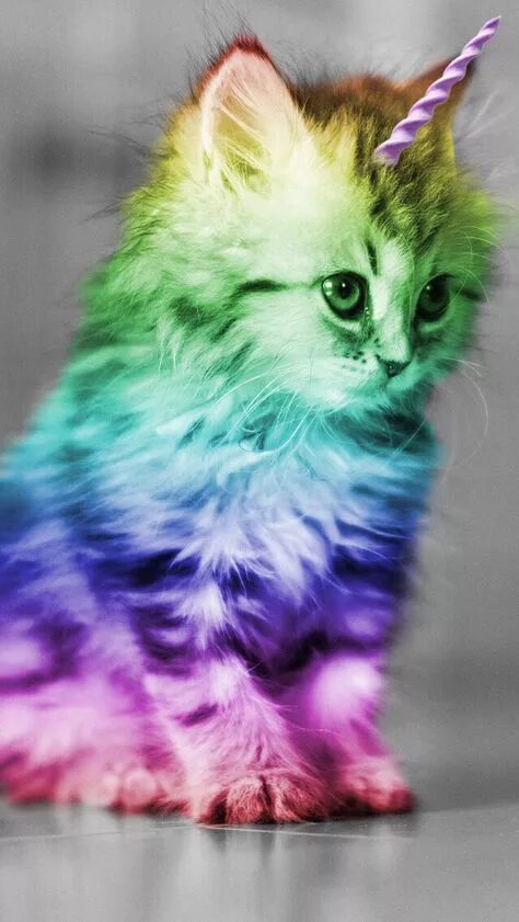 Разноцветные кошки фото 12 Rainbow kittens ideas rainbow kittens, kittens, unicorn cat