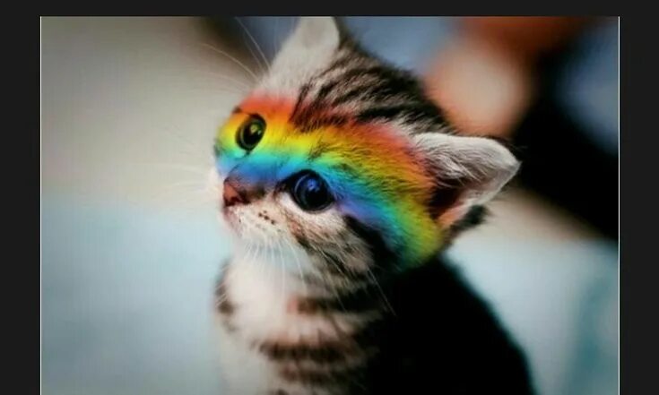 Разноцветные кошки фото Пин на доске Regenbogen Katzen Детеныши животных, Фотографии животных, Милые кот