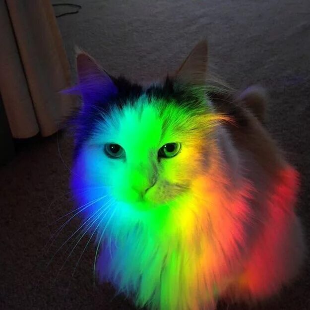 Разноцветные котики фото Top 10 rainbow cat ideas and inspiration