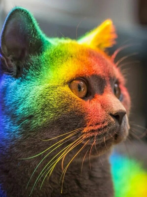 Разноцветные коты фото Пин на доске Rainbow cat Портреты домашних животных, Котята, Детеныши животных