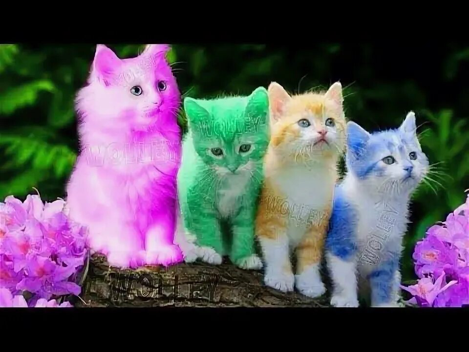 Разноцветные коты фото Cute Kitten Cat Colorful Learning Color Video For Kids - Funny Educational Video