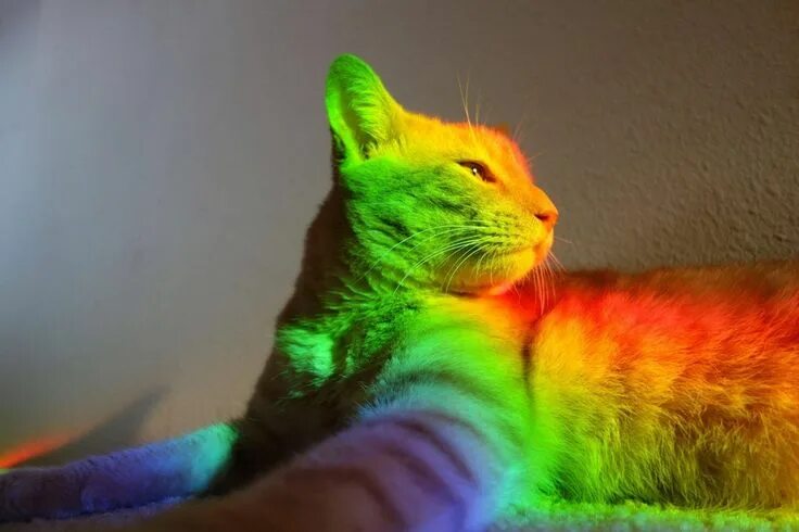 Разноцветные коты фото These 10+ Cats Catch Rainbows Through Sunbeams... Cats illustration, Cats, Rainb