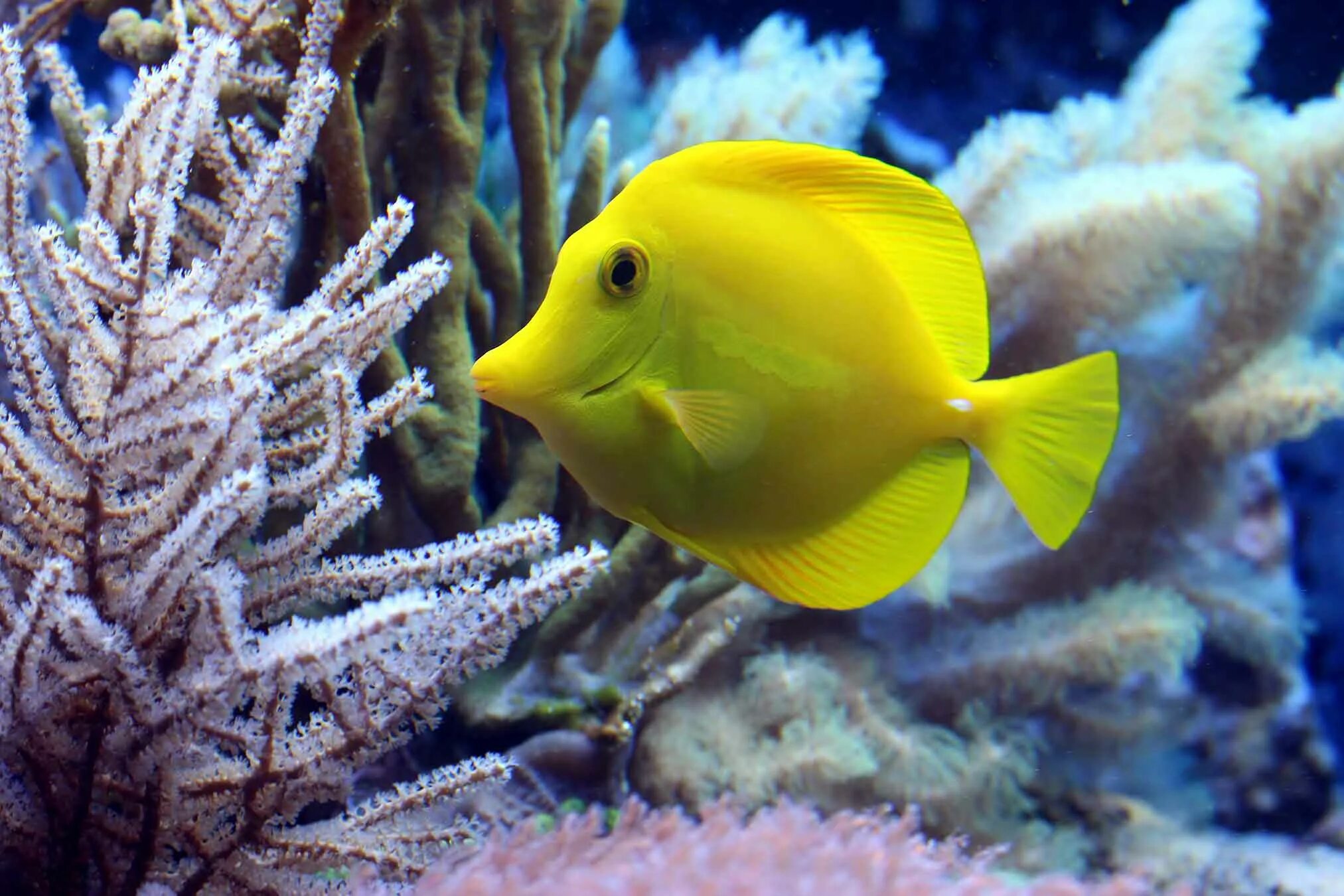 Разноцветные морские рыбки фото Yellow tang - L'Aquàrium