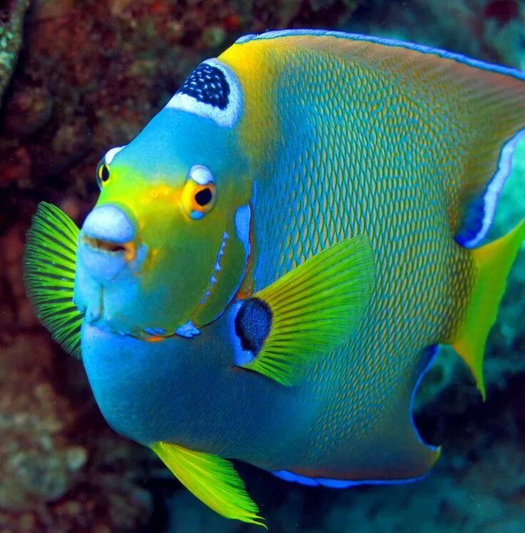 Разноцветные морские рыбки фото Queen Angelfish H2O Visions, Bonaire Deep sea creatures, Beautiful sea creatures