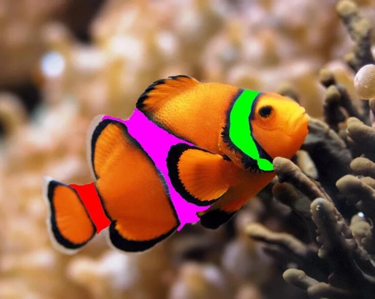 Разноцветные морские рыбки фото clown fish Marine fish, Clown fish, Beautiful fish