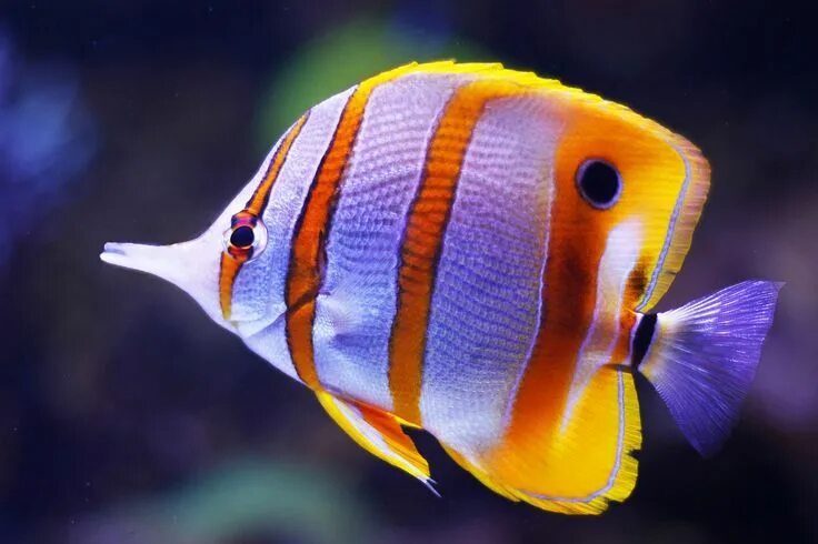 Разноцветные морские рыбки фото Tropical fish Marine aquarium fish, Tropical fish, Aquarium fish