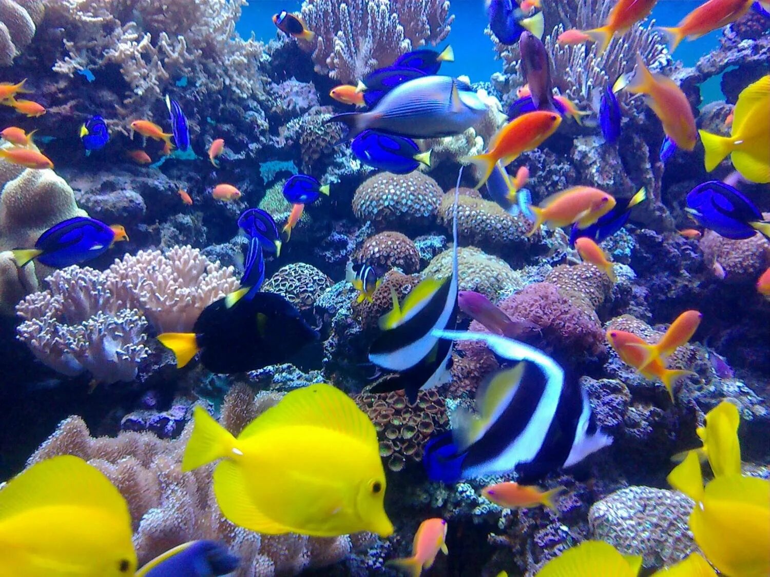 Разноцветные морские рыбки фото Океанариум Underwater World Langkawi - смотреть видео онлайн от "Lupanov585" в х