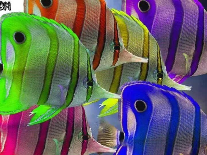 Разноцветные морские рыбки фото Peces de colores Colorful fish, Sea animals, Ocean creatures