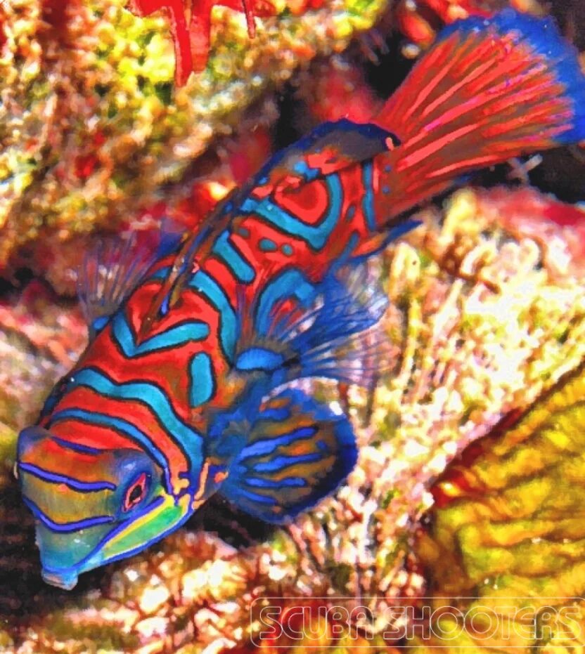 Разноцветные морские рыбки фото Mandarin Fish in Manado - North Sulawesi - Indonesia Mandarin fish, Fish tank th