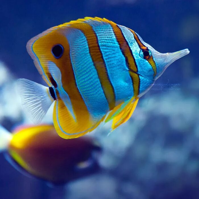 Разноцветные морские рыбки фото Bright Stripes by kuschelirmel on DeviantArt Saltwater aquarium fish, Saltwater 