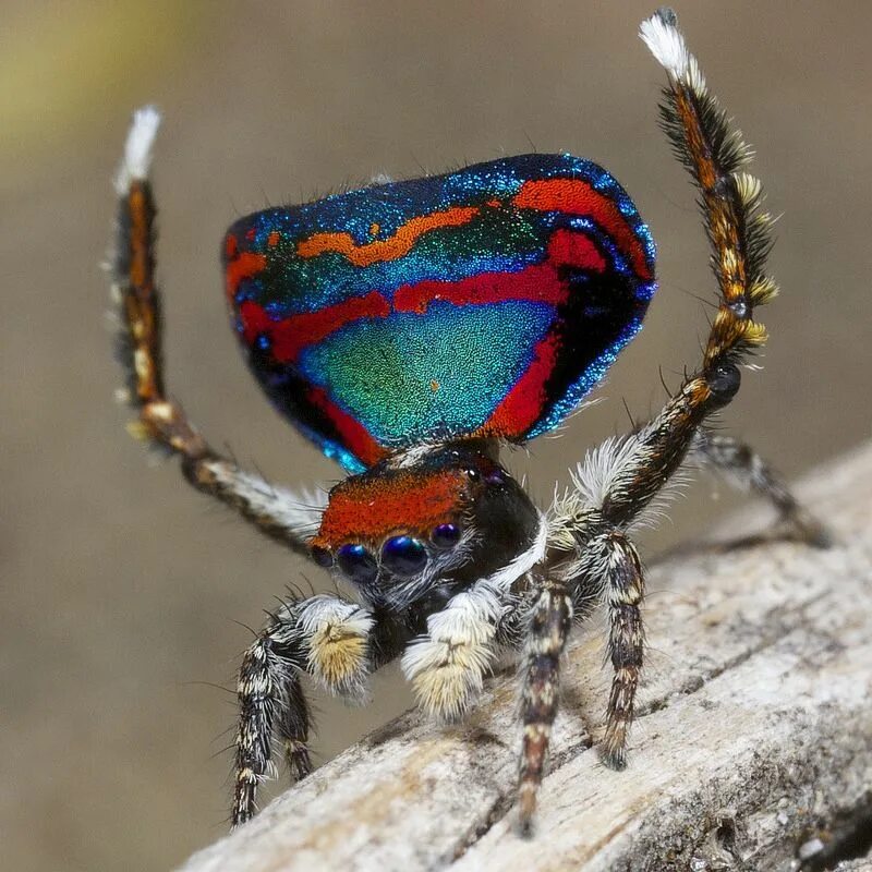 Разноцветные пауки фото X8A5605 peacock spider Maratus caeruleus Spider, Jumping spider, Bugs and insect