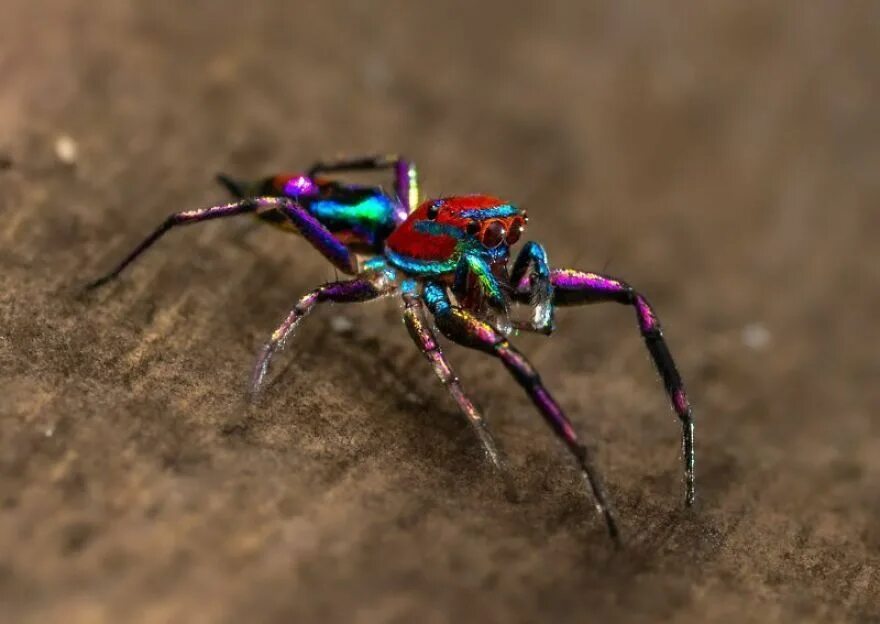 Разноцветные пауки фото Incredible Photos Of An Indian Who Presents Insects In A Unique Way Spider, Anim