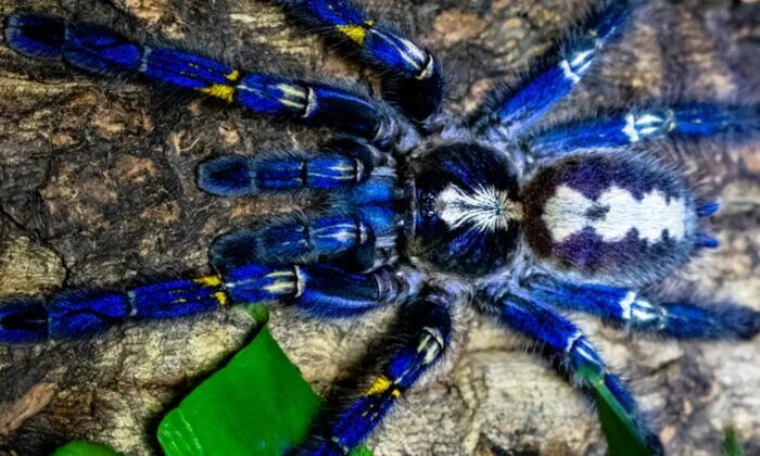 Разноцветные пауки фото Electric-Blue Peacock Tarantula May Be One of the Most Eye-Catching Endangered S